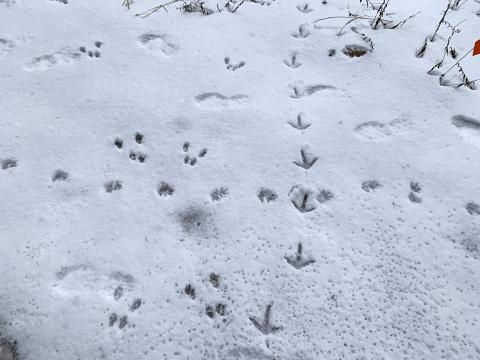 Wildlife tracks in the snow