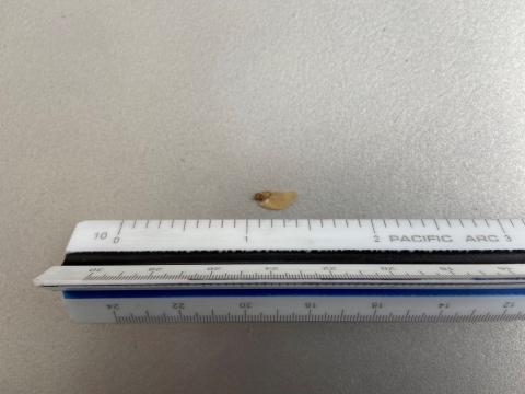 Tiny Hemlock Seed