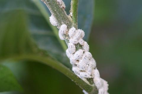 Close up of mealybug infestation on a plant.