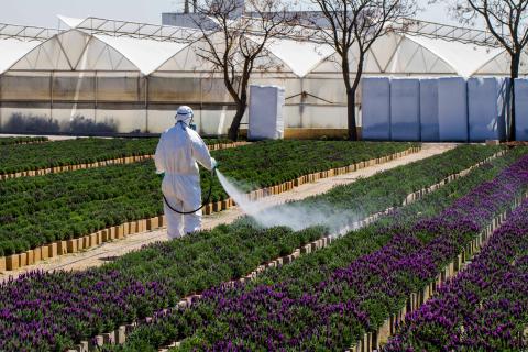 Person wearing protective gear is spraying a field of flowers with a pesticide.
