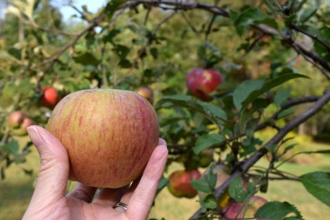 A hand holding an apple with an apple orchard in the background