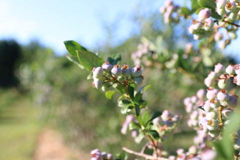 A close up photograph of blueberries on a blueberry bush