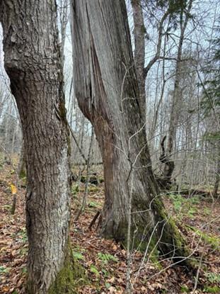 Cedar tree with bark rubbed off by wildlife