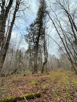 Champion Cedar Tree