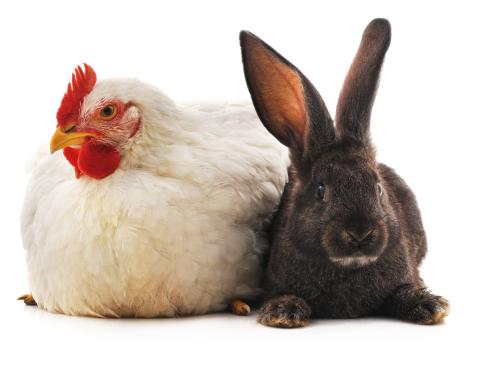 chicken and rabbit