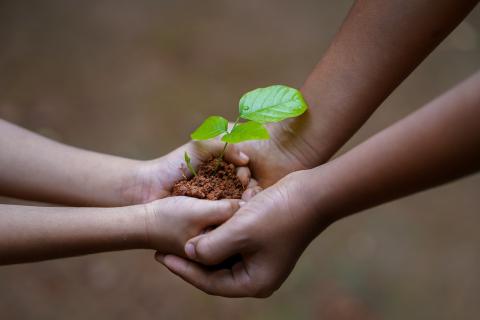 Hands holding a plant seedling