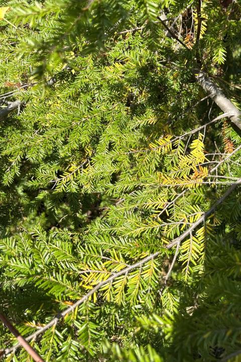 Green hemlock needles with some faded yellow needles indicating blueberry leaf rust