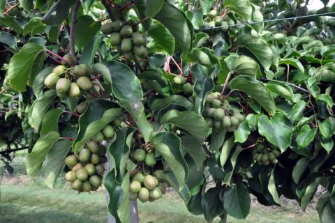 Kiwiberry tree with lots of fruits nearing ready for harvest
