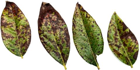 Top sides of four blueberry leaves showing reddish-brown leaf rust spots