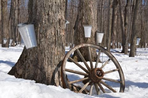 Woods with sap collecting buckets on the trees