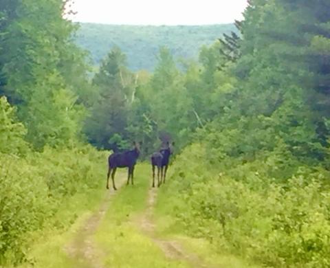 2 young moose standing in the woods on a trail 