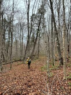 Man walking in a forest of cedar trees