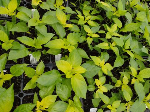 Tray with nutrient deficient yellow pepperplants.