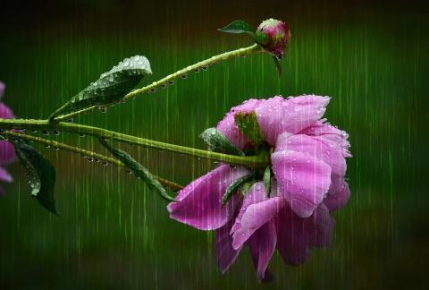 Peony in the rain