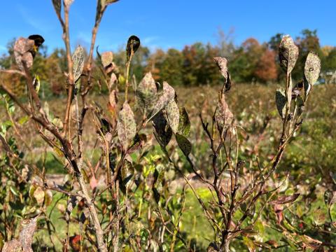 Underside of blueberry plants showing reddish-brown spots