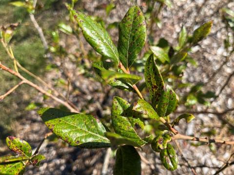 Blueberry plant showing leaf rust on a blueberry plant