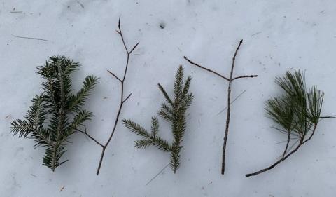 pine branches