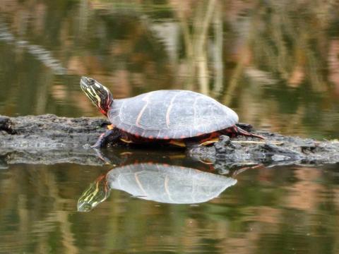 Turtle sunning on a log.