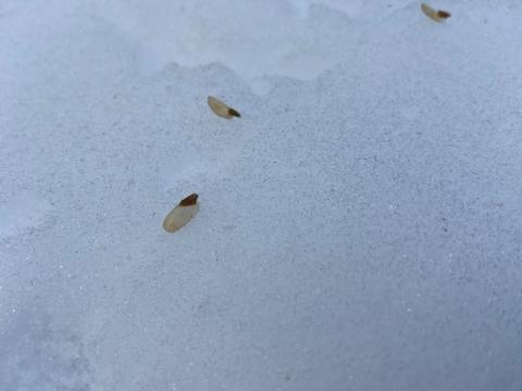 Winged hemlock seeds