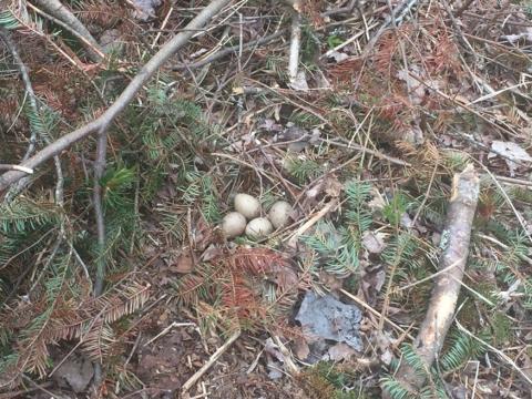 Woodcock eggs in a nest