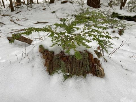 Young Hemlcok on a decaying stump