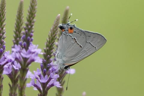 Gray hairstreak butterfly