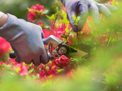 a person wearing gloves prunes an ornamental shrub