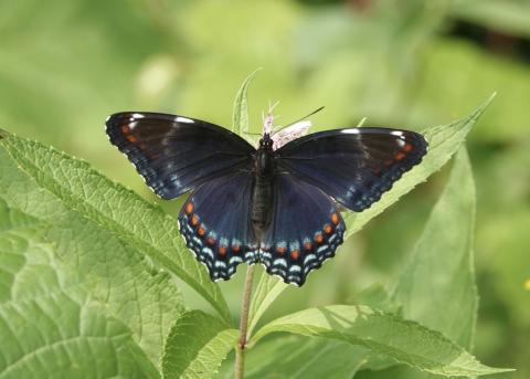 White admiral butterfly