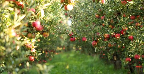 adobe stock Ripe Apples in Orchard ready for harvesting By bellakadife
