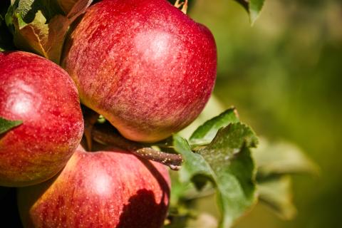 adobe stock picture of a Ripe Apples in Orchard ready for harvesting,Morning shot By ZoomTeam