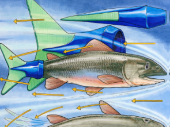 fish with prosthetic tail
