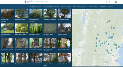 Screen Shot of NH Big Tree Map showing individual tree locations and photos