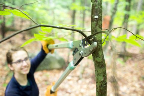 Volunteer using loopers to cut a tree branch