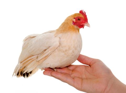 Bantam chicken with white feathers, black and tan coloring