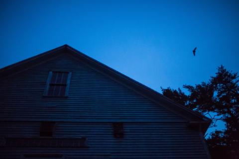 Bats flying above a barn