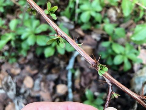 european barberry