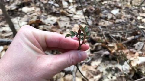 Multiflora rose emerging leaves