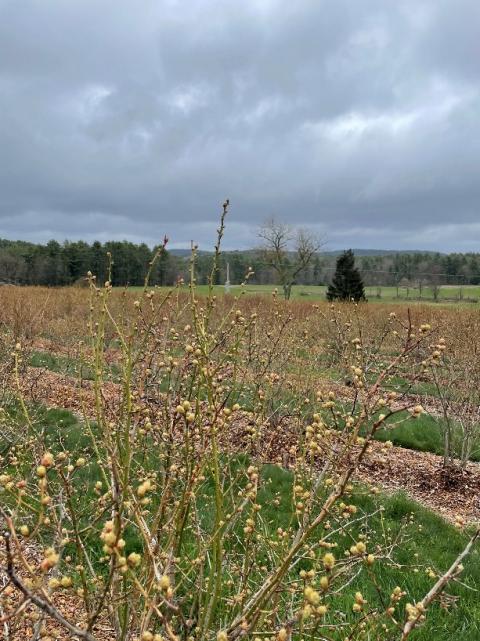 Blueberries at tight cluster