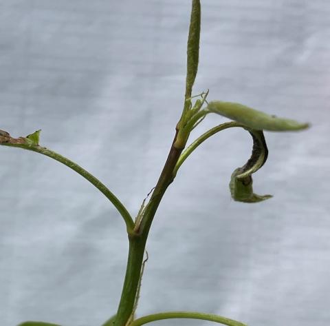 Early shoot blight infection, unprotected pears