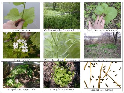 Garlic mustard images at different times of the year