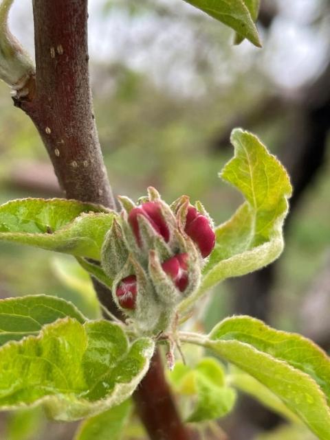 Honeycrisp Apple