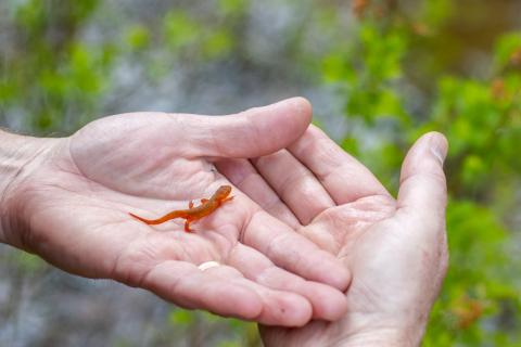 hands holding a red spotted newt