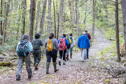 participants walking in a line in the woods
