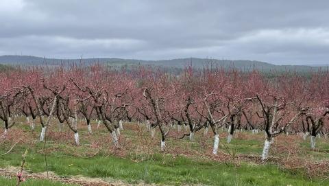 Block of peaches