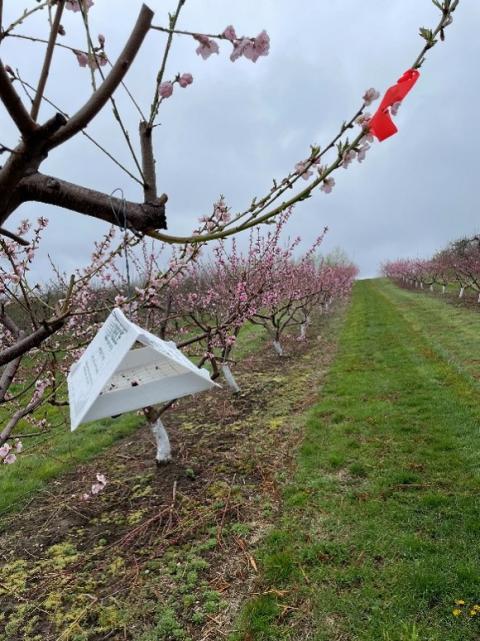 Peaches in bloom