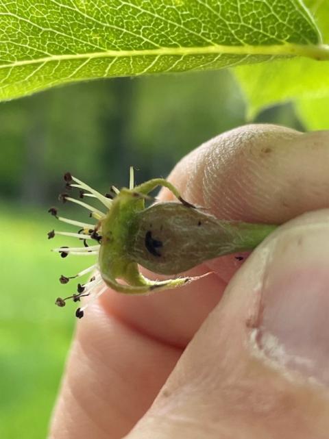  Plum curculio egg laying scar on pear