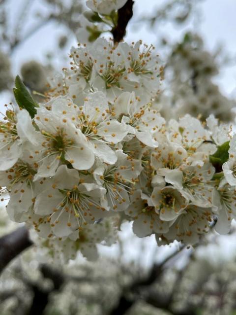 Plums in full bloom