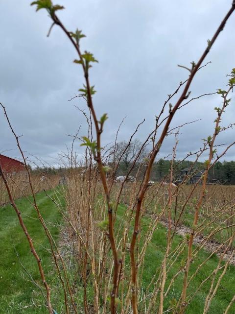 Red raspberry shoot growth