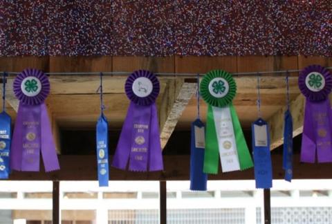 4-H Ribbons