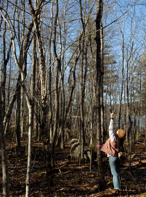 woman looking up and pointing at a tree top